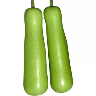 长瓠子瓜种子高产香嫩早熟青瓜阳台庭院耐热蒲瓜四季蔬菜种子大全