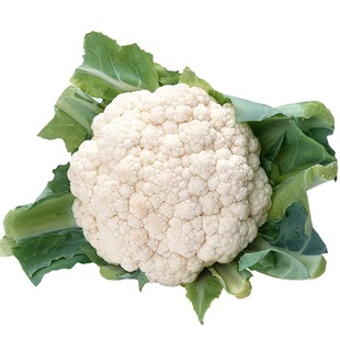 寿光花菜苗秧苗青梗松花菜苗蔬菜苗西兰花花椰菜秧秋季菜苗阳台