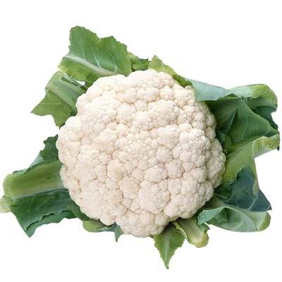 耐热高产青梗花菜苗秧苗花椰菜苗