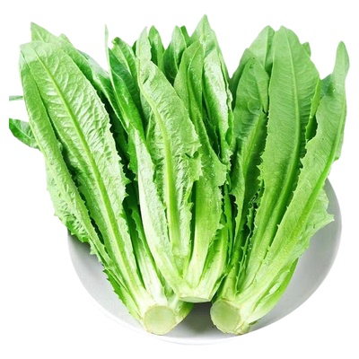 油麦菜种子大叶耐热四季农家阳台盆栽油麦苦菜大颗青菜蔬菜种籽S