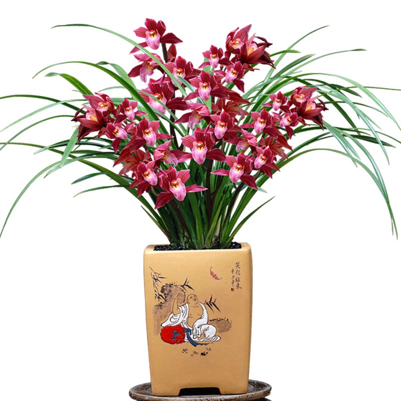 兰花苗带花苞惠兰红贵妃浓香兰花
