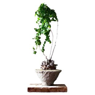 进口南非龟甲龙一物一拍爬藤架潮流块根稀有球根危地马拉多肉植物