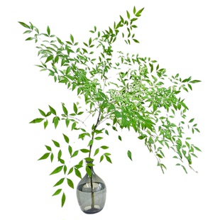 南天竹水培植物办公室内桌面水养绿植带根鲜切花卉火焰蓝天竺老桩