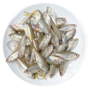 衫亚鱼营养煲汤小海鱼潮汕海鲜水产鲜活冷冻海捕生鲜新鲜杉马鱼