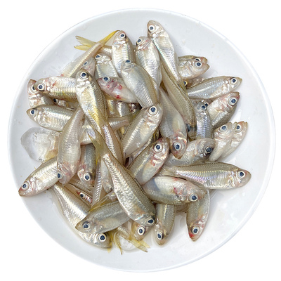 营养煲汤海鱼杉亚鱼500g