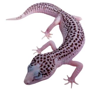 魅影豹纹守宫蜥蜴宠物鬃狮新手入门级爬虫活体可爱温顺易养