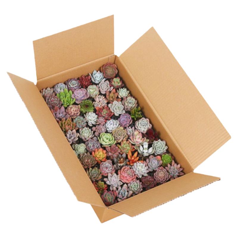 韩版精品女王麦秆多肉植物控养状态新手好养阳台桌面组合花卉盆栽