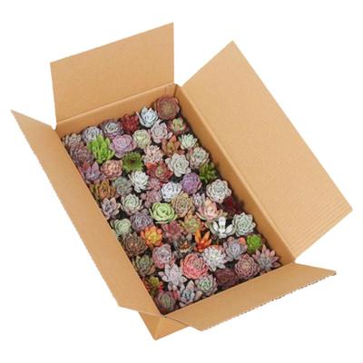 多肉植物阳台非常容易美观麦秆