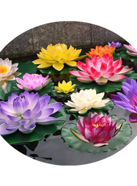 睡莲水培植物四季池塘根块