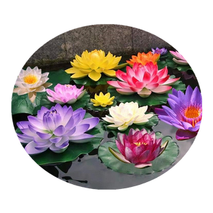 睡莲水培植物荷花带花水池塘莲花根块水养花卉盆栽碗莲花根茎带芽