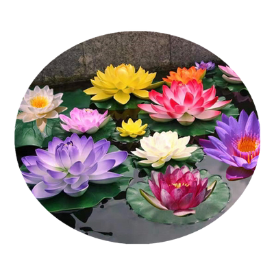 睡莲水培植物四季池塘根块