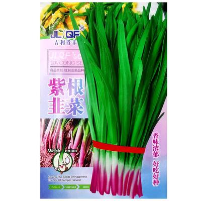 四季紫根韭菜种子大叶红根韭菜
