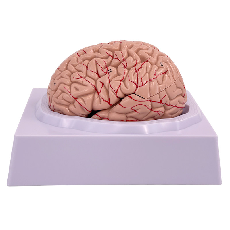医学人体大脑解剖脑功能分区皮层躯体运动结构图教学模型拆卸颅脑