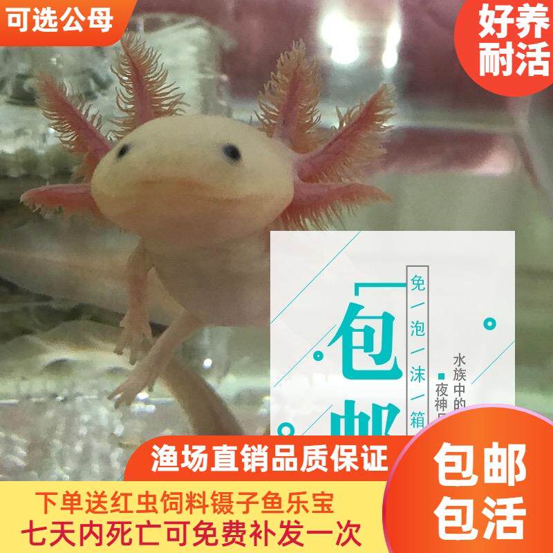 顺丰包邮金鱼活体六角恐龙鱼淡水冷水鱼缸观赏鱼蝾螈霸王鱼龙鱼