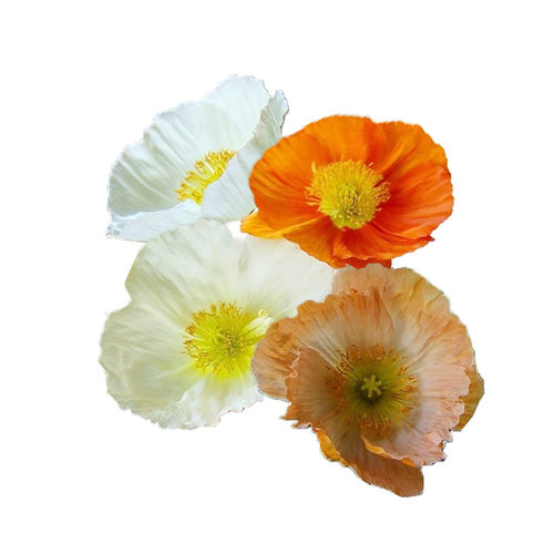 野花组合种子四季播种开花波斯菊花籽百日草花海庭院盆种花种籽子