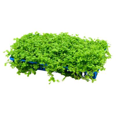 趴地矮珍珠迷你矮珍珠爬地矮大坨