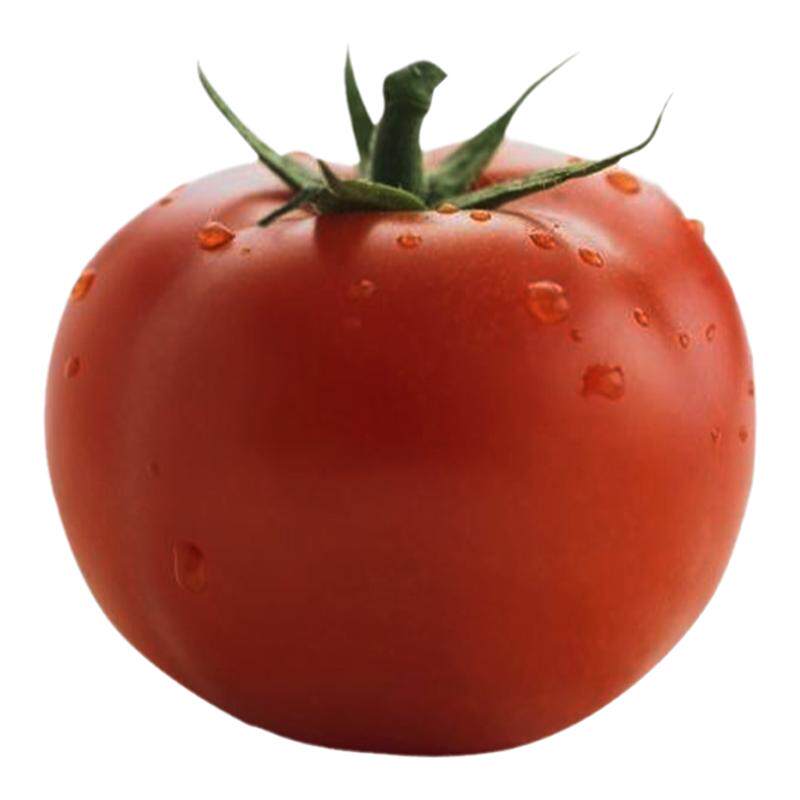 先正达 齐达利大红番茄种子 高抗TY病毒西红柿种籽红果硬果秋季孑