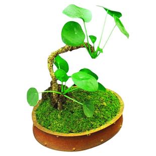 镜面草老桩水培土培盆景植物办公室内外桌面家居观叶禅意庭院包活