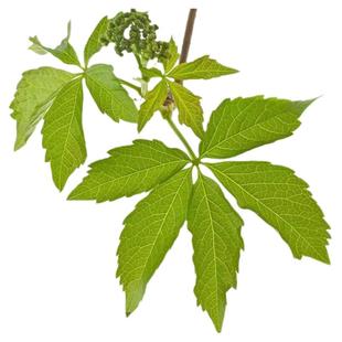 爬山虎苗庭院爬藤攀援花卉植物五月地锦苗攀爬能力强耐寒成活高