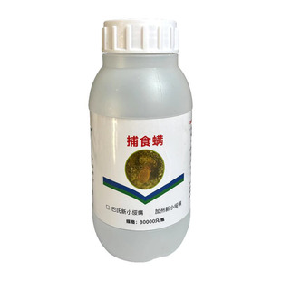 活体加州捕食螨防治红蜘蛛蓟马茶黄螨粉虱草莓柑橘茶树月季叶螨