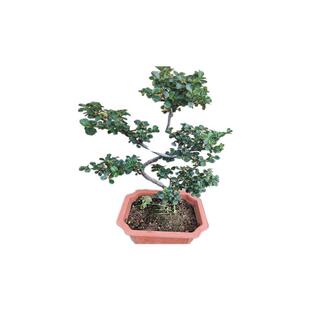 珍珠梅造型盆景花卉带花苞平枝栒子喜庆红果桌面办室庭院阳台好养