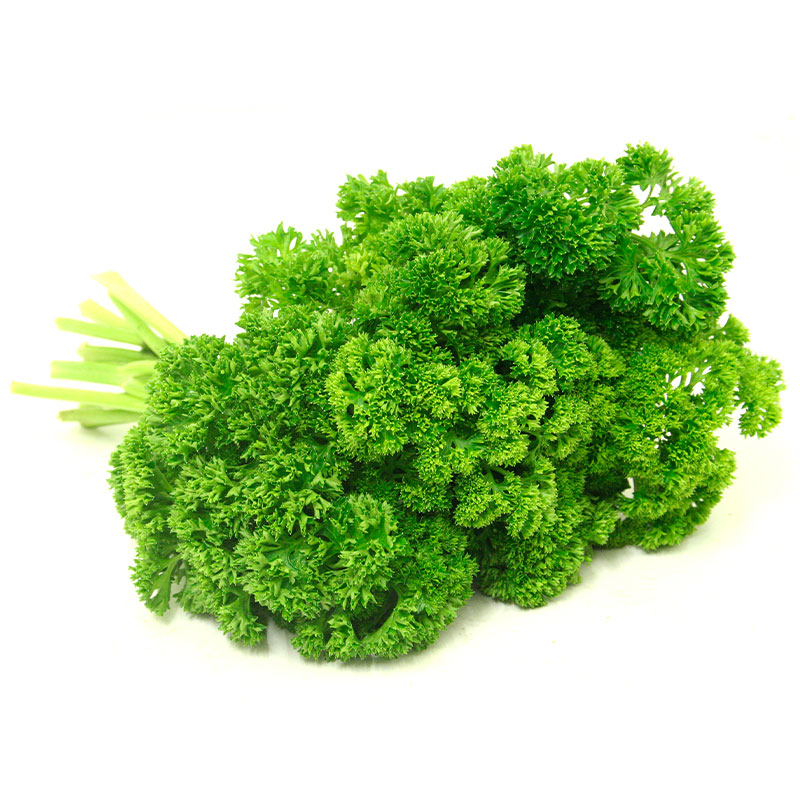 欧芹法国香芹种子芹菜种籽苗西芹四季秧苗蔬菜法香孑苗子根苗秧