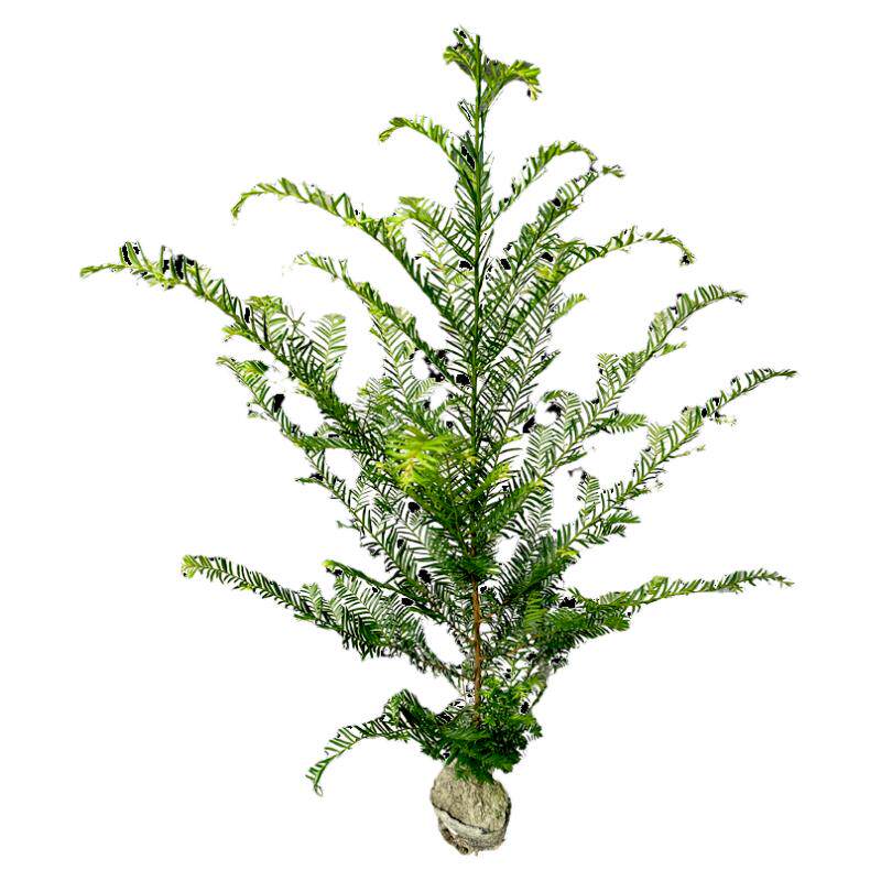 正宗红豆杉苗木名贵树苗北方南方盆栽庭院花卉绿植四季常绿旺宅树