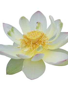 天狼碗莲水培植物四季室内花卉莲花荷花水生根茎小观赏性植物