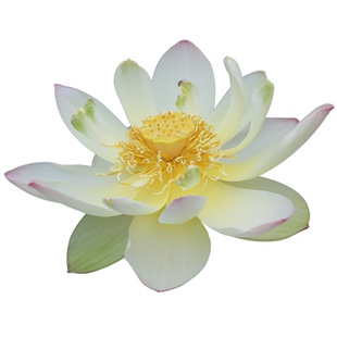 天狼碗莲水培植物四季室内花卉莲花荷花水生根茎小观赏性植物