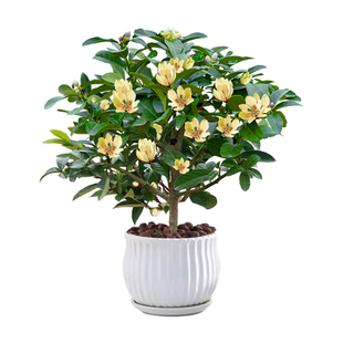 含笑花苗盆栽室内客厅办公室桌面浓香型植物花卉盆景四季开花好养