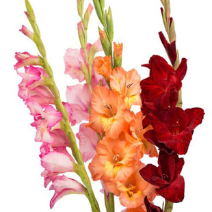 26年现货 绿园花开进口剑兰种球10球香芋紫唐菖蒲种球花球多年生