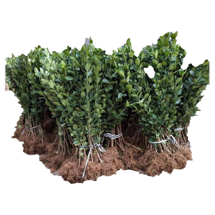 北海道黄杨冬青树苗篱笆墙围墙绿篱四季常青法国丛生大叶绿化植物