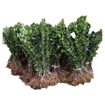 丛生北海道黄杨围墙篱笆耐寒常青