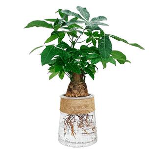 老桩水培发财树小盆栽绿植物室内水养办公桌面盆景摆件大号招财树