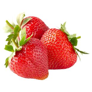 奶油草莓秧苗盆栽带盆土红颜淡雪天使四季结果可食用阳台庭院种植