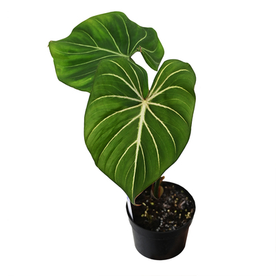 Philodendron Dark Form狂野明脉迈克道尔索迪罗蔓绿绒绿植植迷者