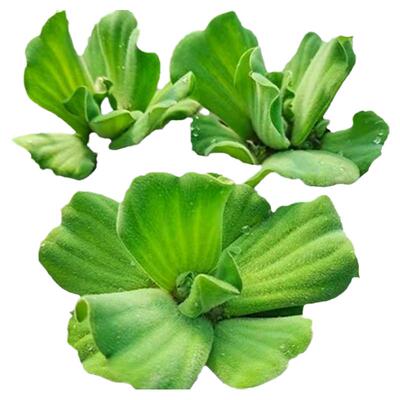 水芙蓉水生植物鱼池池塘净化水质