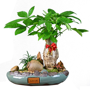 迎春花盆景发财树盆栽招财树办公室内客厅四季好养活绿植开业送礼