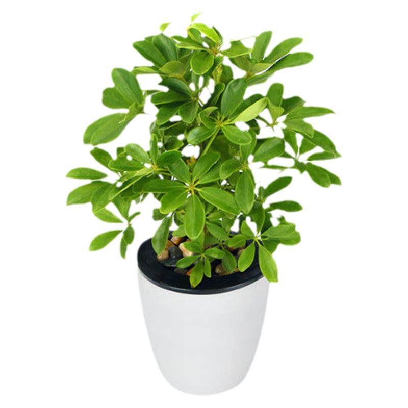 八方来财室内盆栽植物