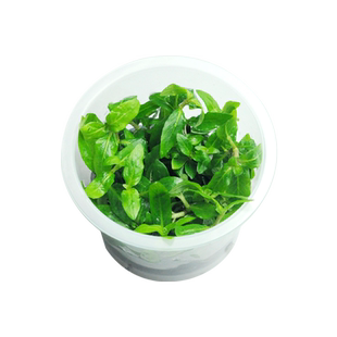 仙人掌肉肉无菌水草鱼缸水草植物真草造景淡水阴性前景草造景草坪