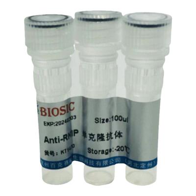 Anti-RKIP Monoclonal antibody 实验用单克隆抗体百克赛斯生物