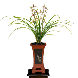 老种高端墨兰花苗曲巧青龙剑黑琥珀异草墨奇花四季建兰富山奇蝶香