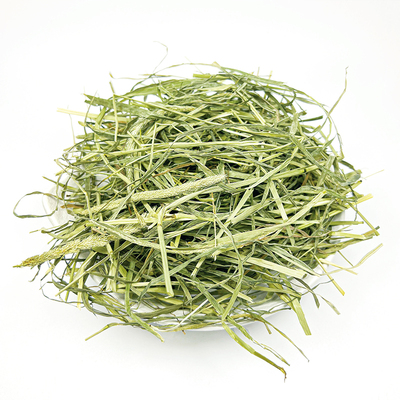 新草提摩西牧草北提国提绿高纤维