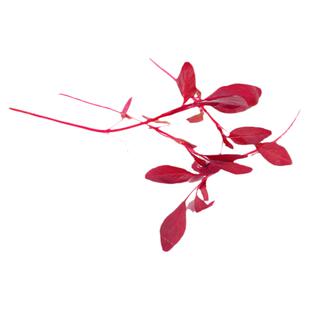 好新鲜蔬菜火红苗 斯卡纳苗食用 安曼红芽苗菜 西餐摆盘装饰点缀