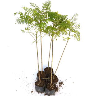 绿化苗木蓝花楹树苗红花楹小苗蓝雾树庭院风景树原产巴西珍贵花木