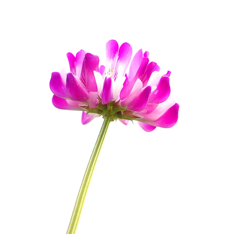 醉碟花种子观花植物春播景观园林绿化道路花草种籽庭院易播花籽