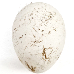 农家散养五谷杂粮新鲜狮头鹅大鹅蛋初生特大超大6个