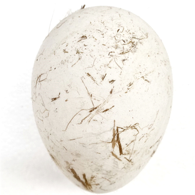 五谷杂粮狮头鹅鲜活蛋类满减包邮