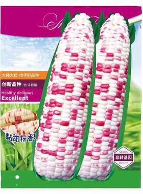 彩糯玉米种子甜粘软糯