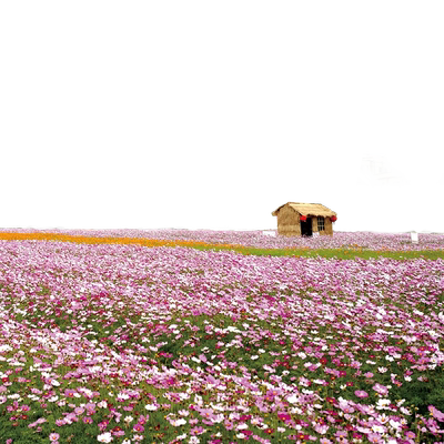 二月兰种子庭院花种籽子耐寒耐阴